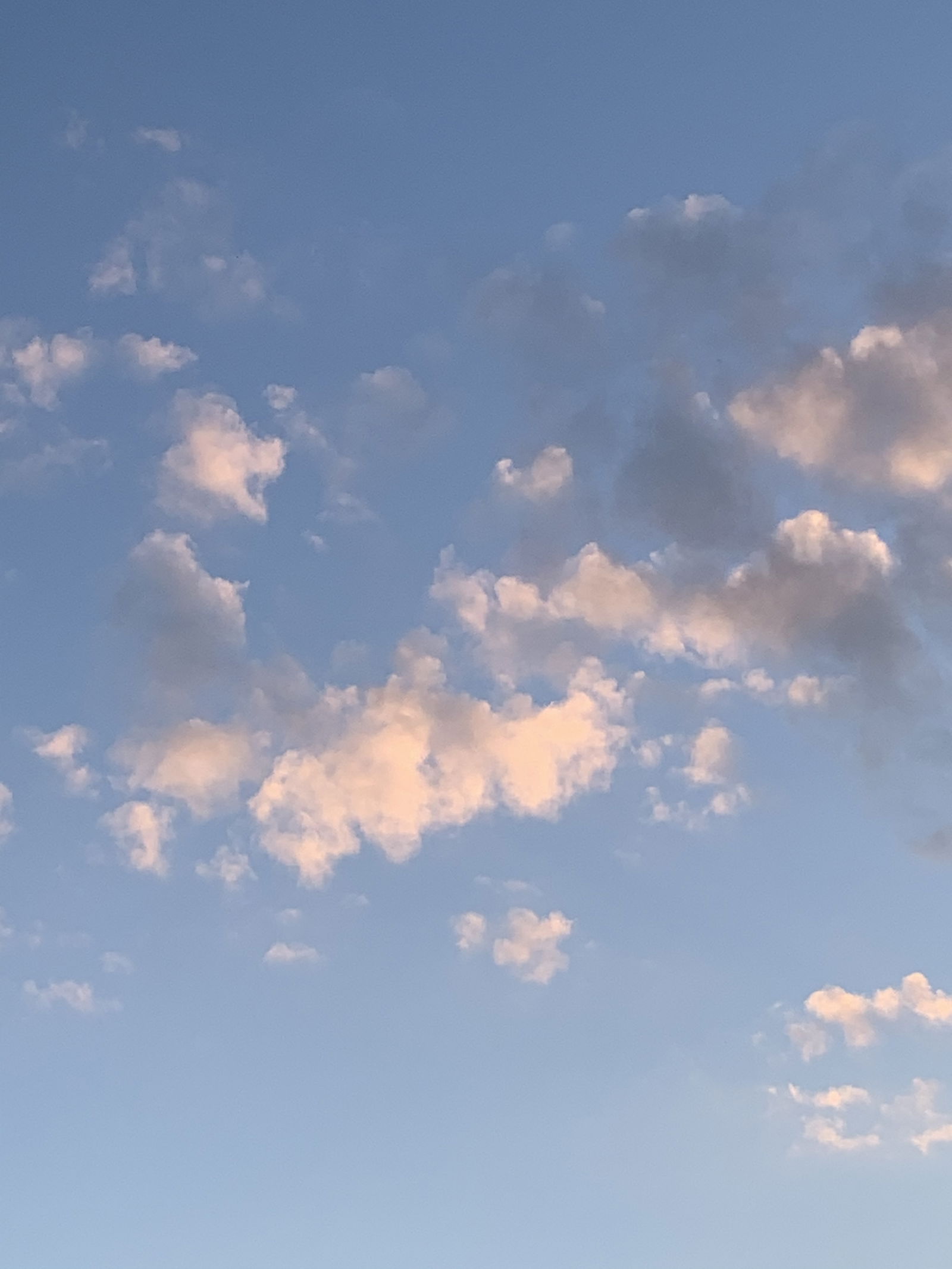 King Of Dumpies photo