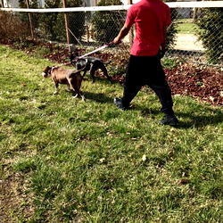 Dog Walking in Park with Person on Leash