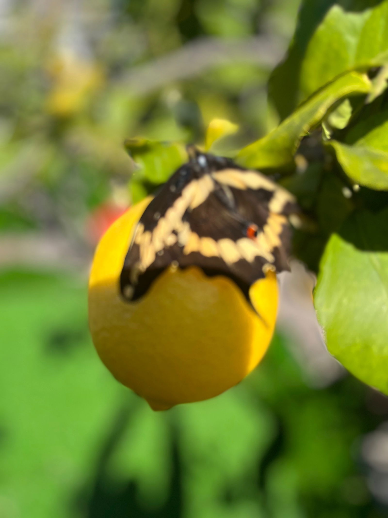 Velour Archeri photo