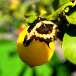 Velour Archeri photo