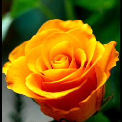 Vibrant Yellow Rose in Full Bloom