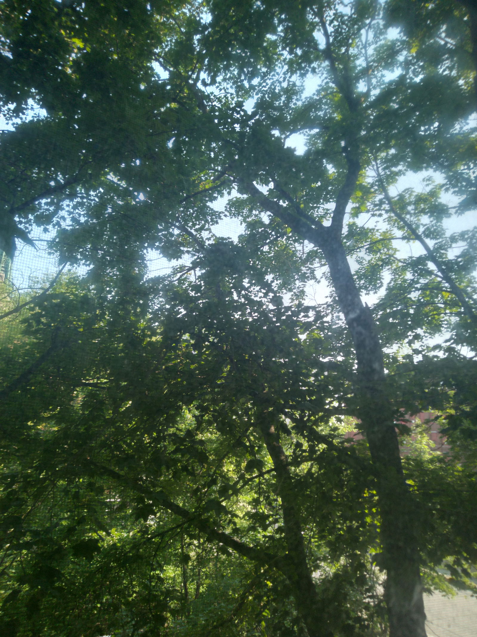 Midsummersdaydream photo