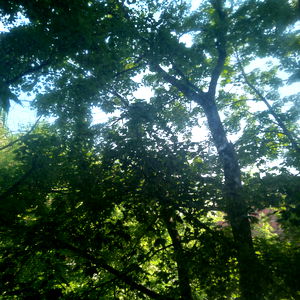 Midsummersdaydream photo