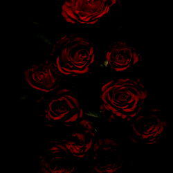 Nuts &amp; Giggles photo