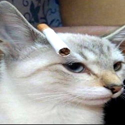 Whimsical Cat with a Humorous Twist