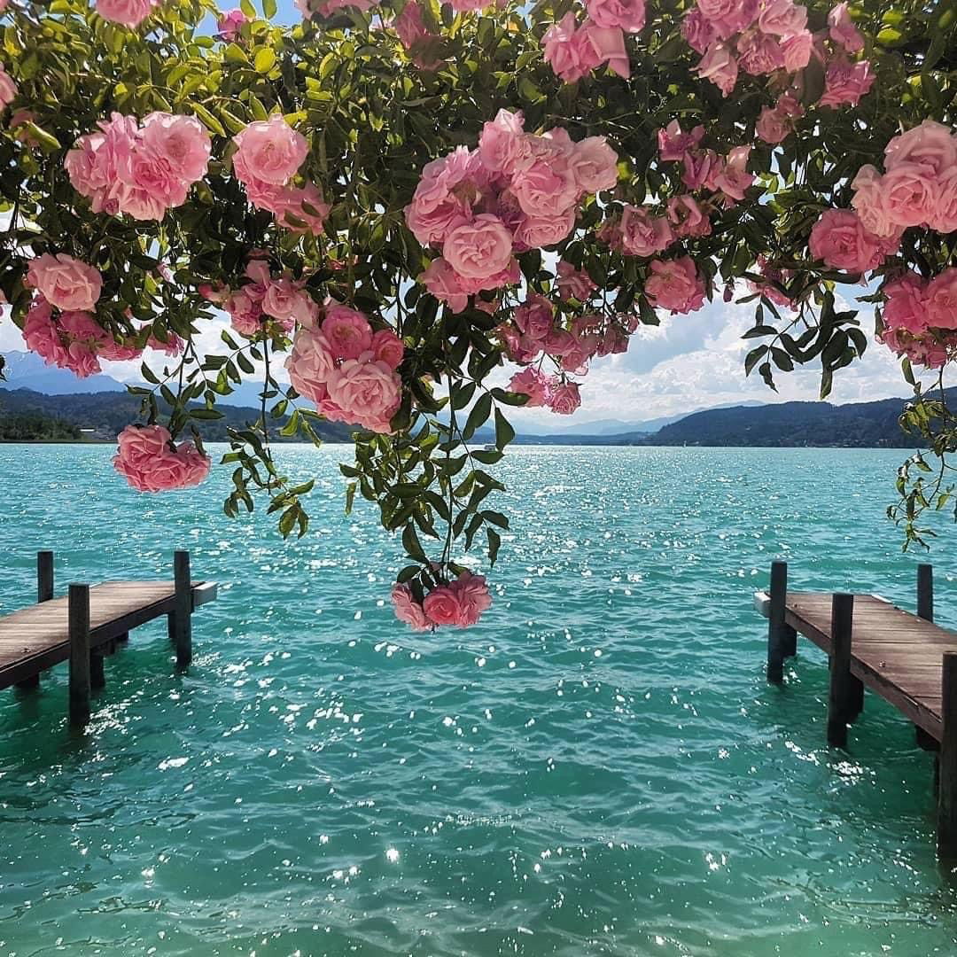 𝓕𝓻𝓪𝓲𝓵𝓾 photo