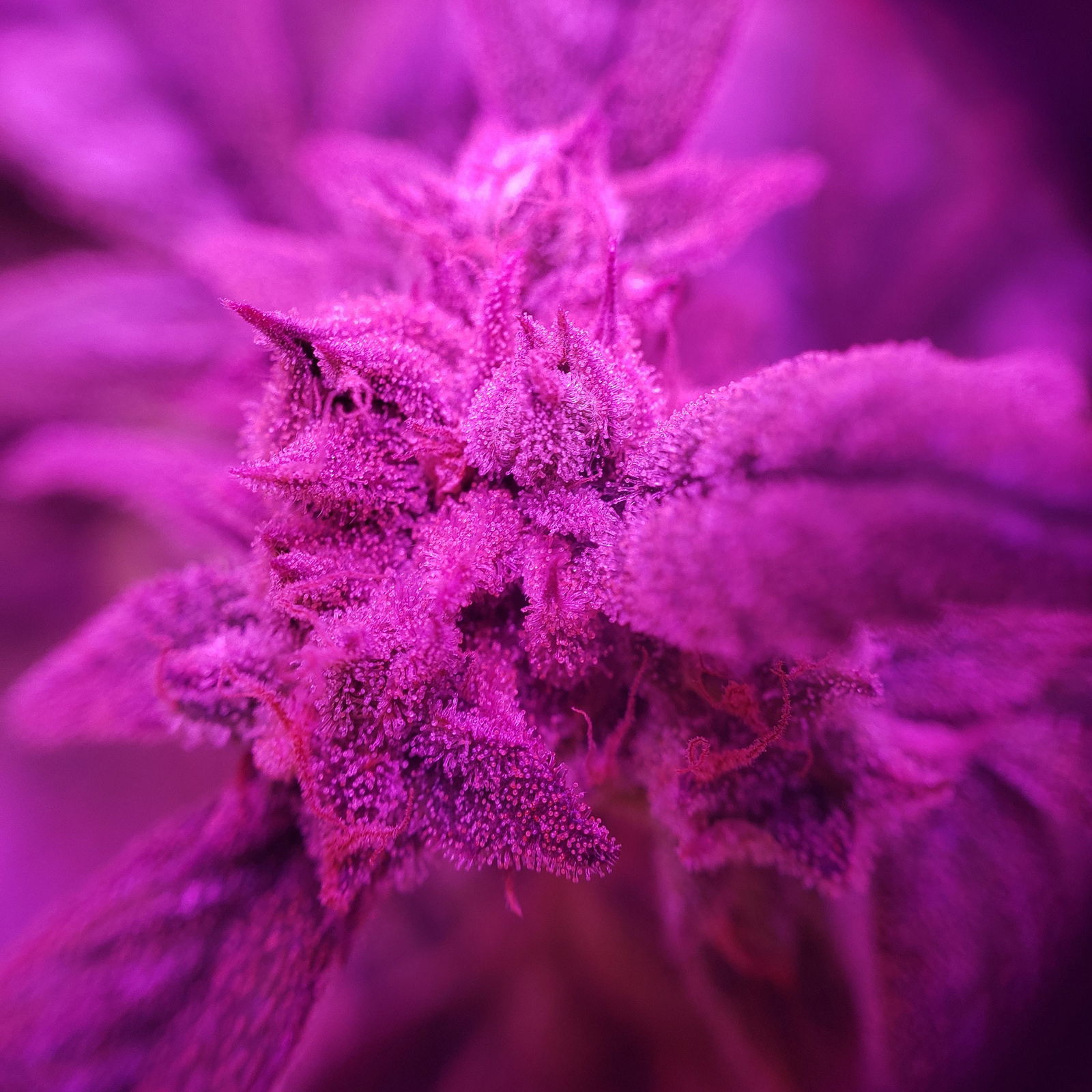 Alana Blaze♡ photo