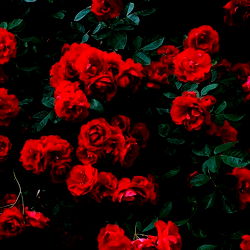 Vivid Roses with a Touch of Romance