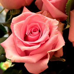 🖤 ALYSSA BUNNI 🖤 photo