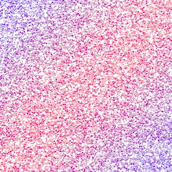 Alison Gonzalez photo