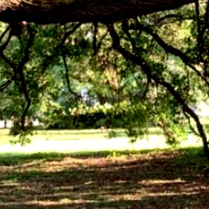 Alexander Wolf photo