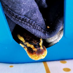 Andy, the Querétaro Only Fans model, shows off his unique snake friend in an unexpected place!