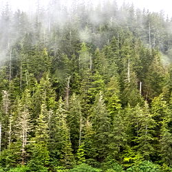 Enchanting View of Forest Queen's Maine Oasis