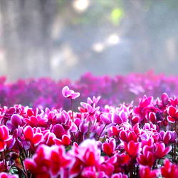 ๐ผ BIFelicia ๐ผ photo