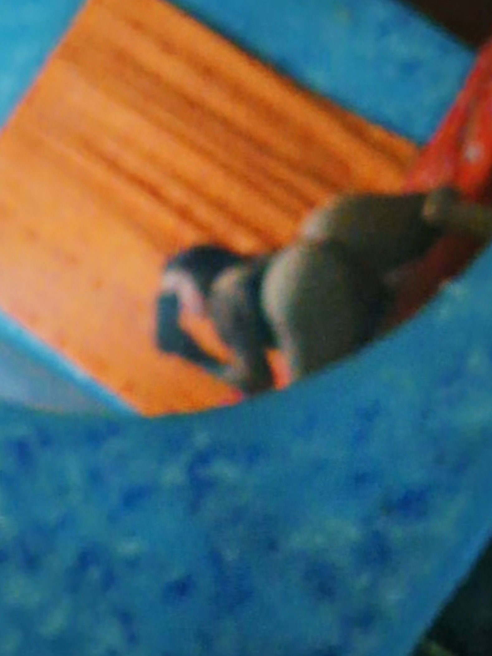 Exotic' GirL 😏🤤😛 photo