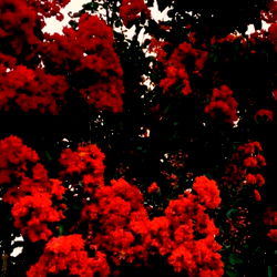 Red Flowers in a Garden