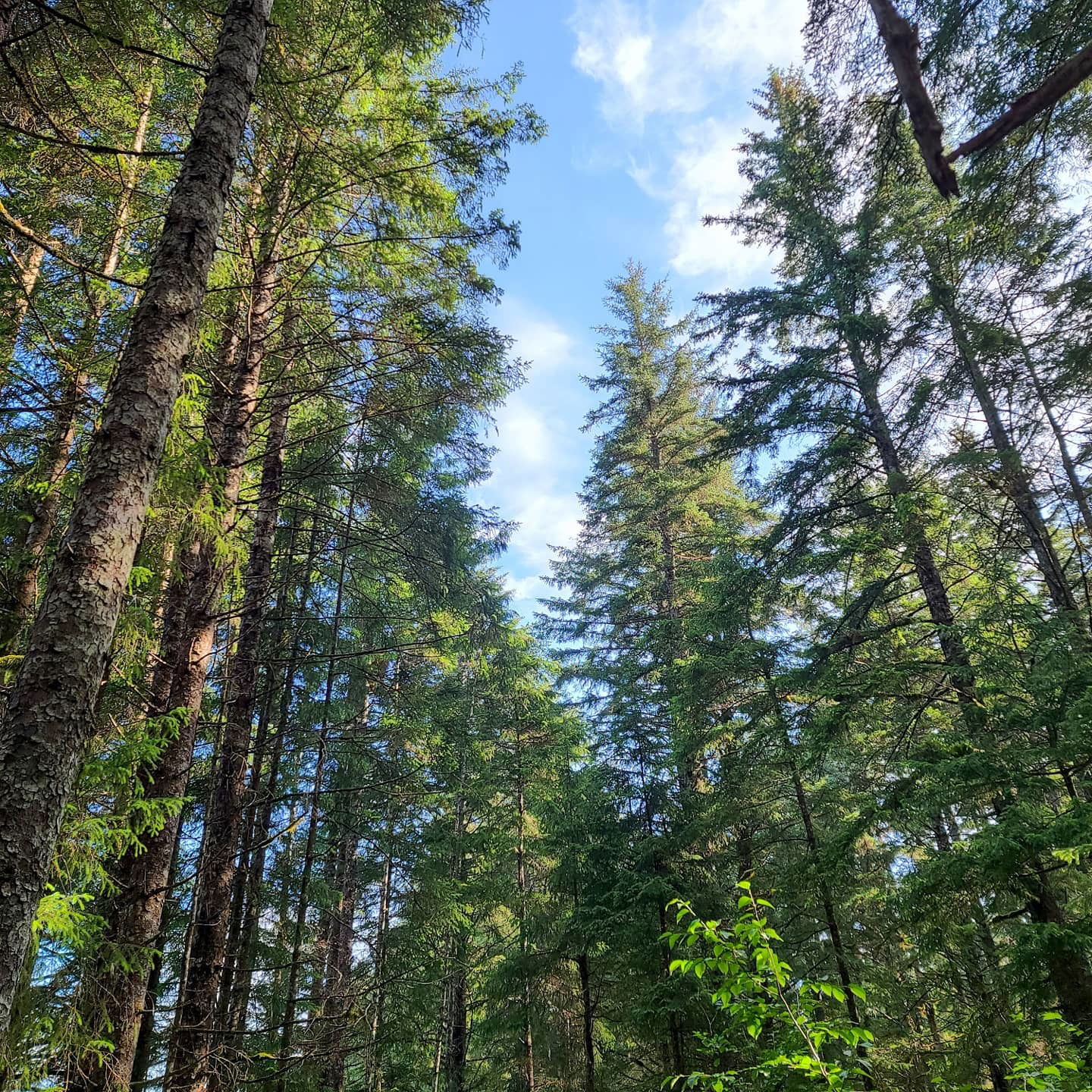 Armand William photo