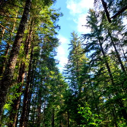 Armand William photo