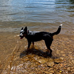 Heinrich Hammer photo