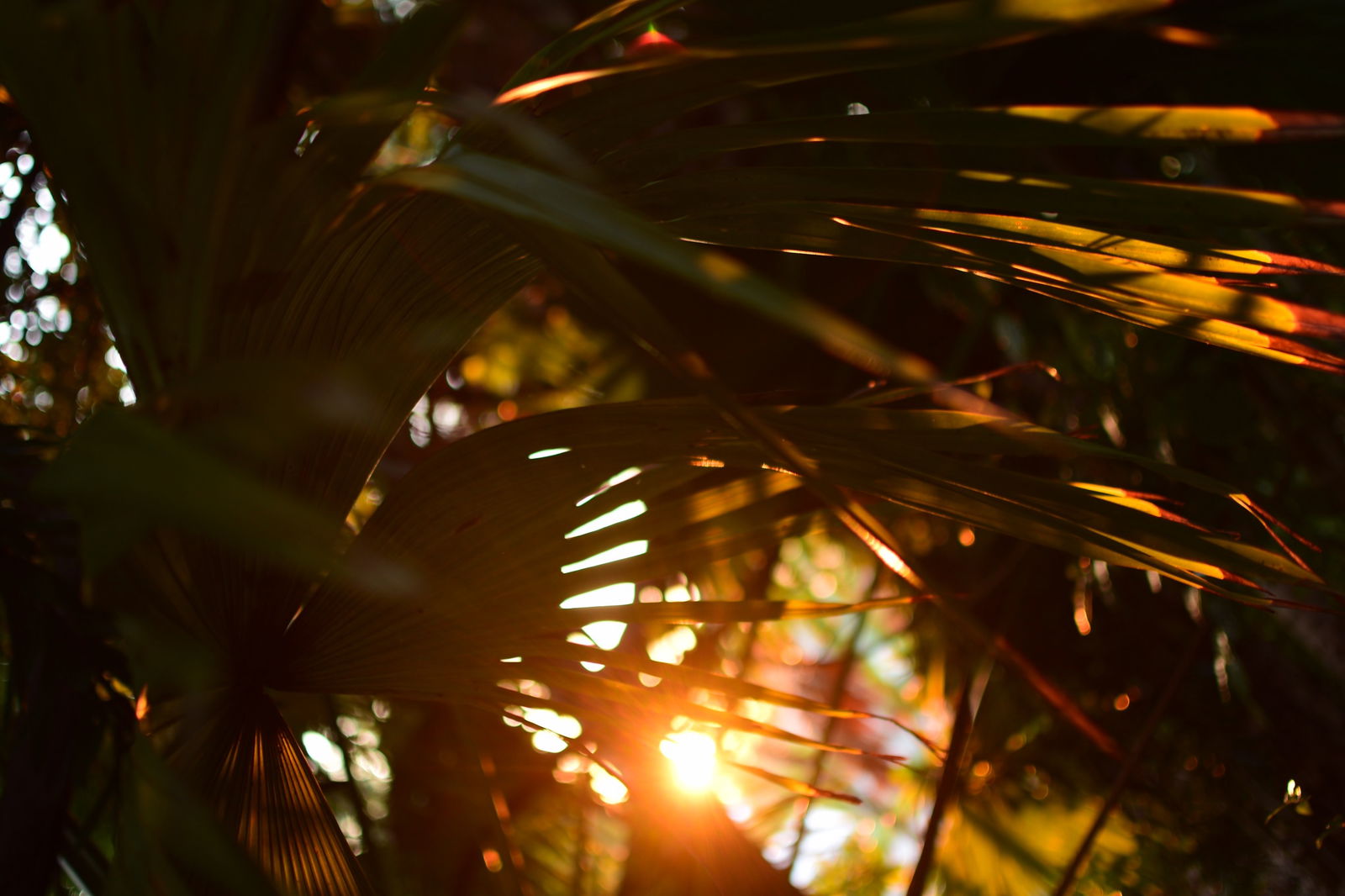 S3T_the.photographer photo