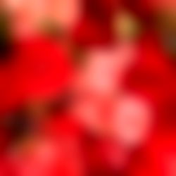 Katita Jewel Novak photo