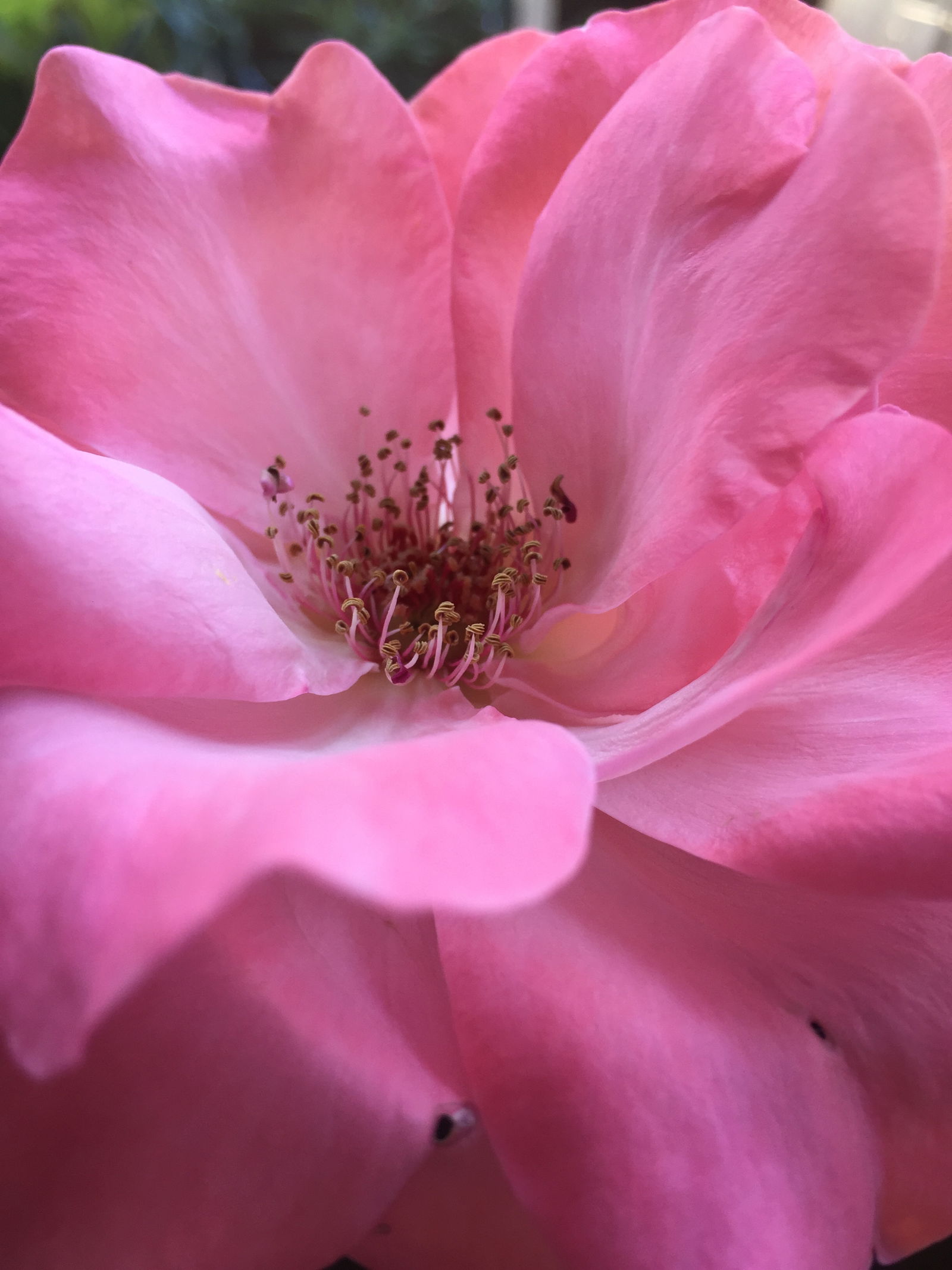 Bunny Babe 💟 photo