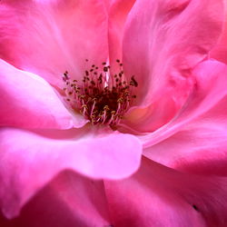 Bunny Babe 💟 photo