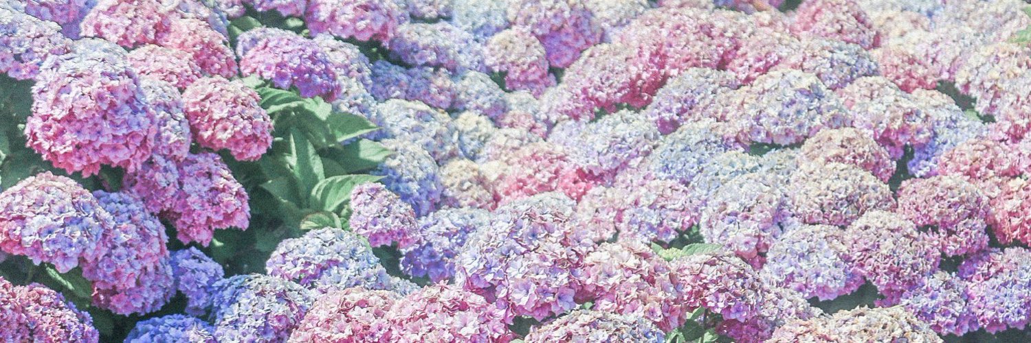 あーにゃん。/Anne photo