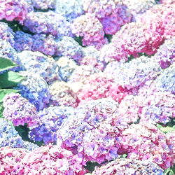 Vivid Flowers in Full Bloom