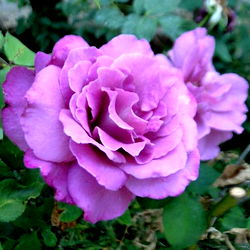 Amethyst Rose photo