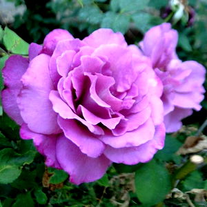 Amethyst Rose photo