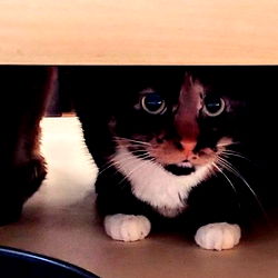 ๐Moxie de Milo๐ photo