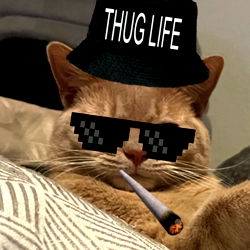 Hilarious Cat in a Thug Life Gangsta Outfit