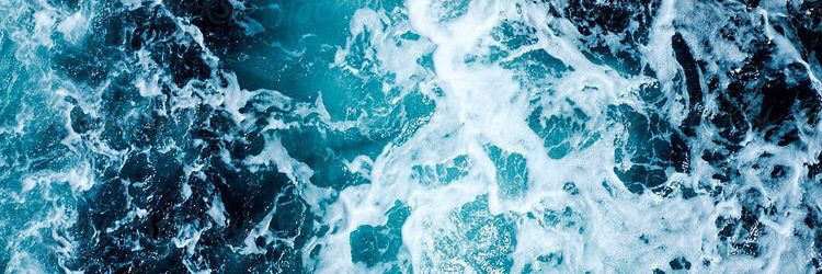 At least 14 sharks photo