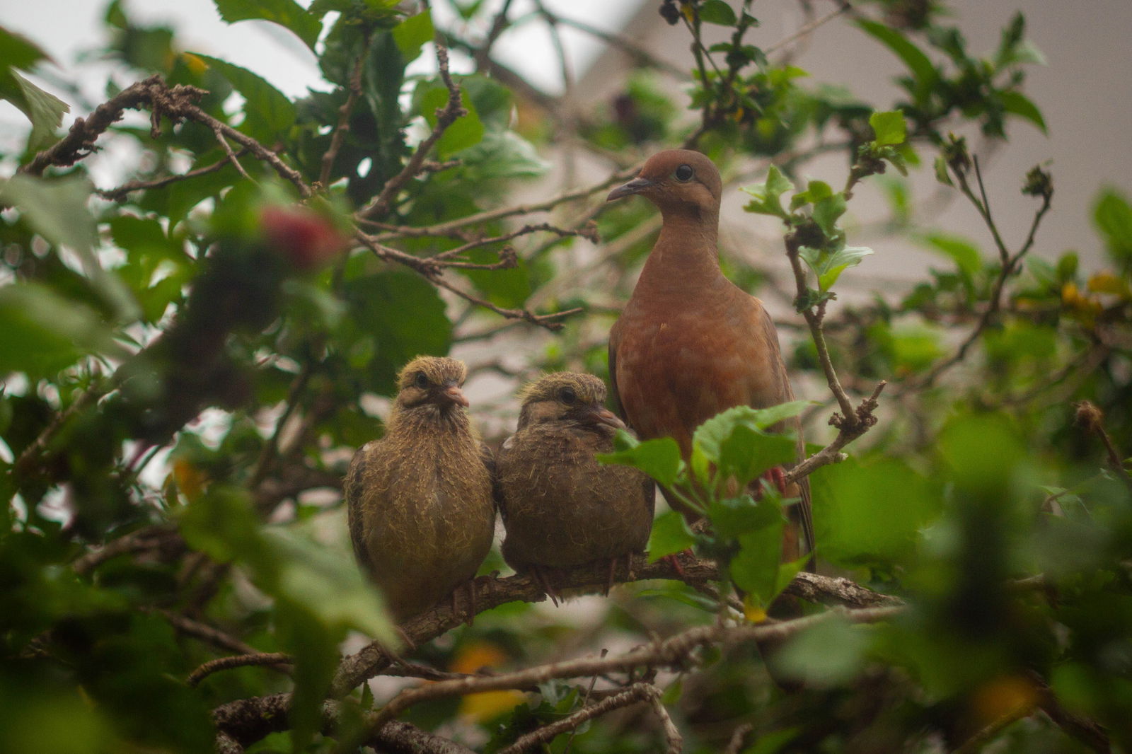 Shaman Cogumelo photo