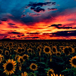 B. - Sunflower Field at Sunset