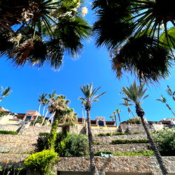 Tropical Paradise: Al's Hidden Oasis