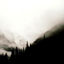 Potent Sophist photo