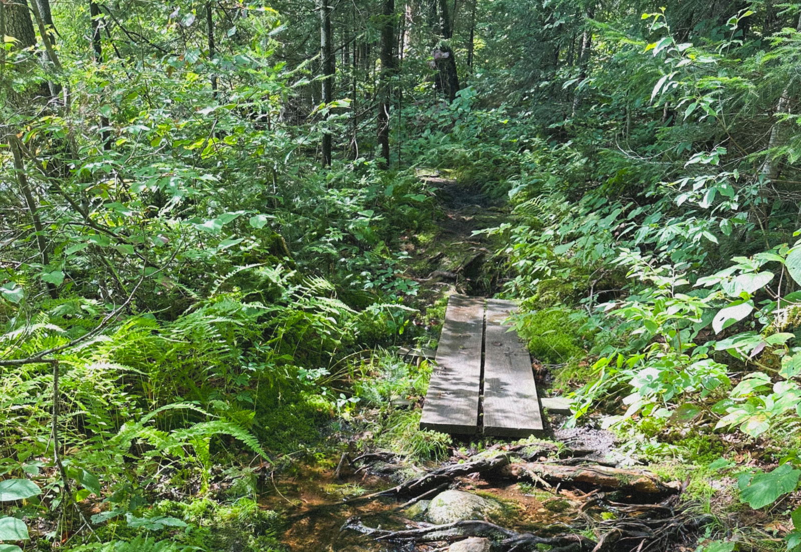 mickey ❁ ( bushy &amp; natural + pottery ) photo