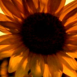 Emotional Sunflower at Dusk