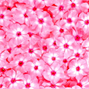 Elisa montenegro photo