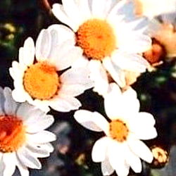 Asmr-Tickley Tingle's🌻 photo