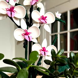 Addy 🏳️‍⚧️ photo