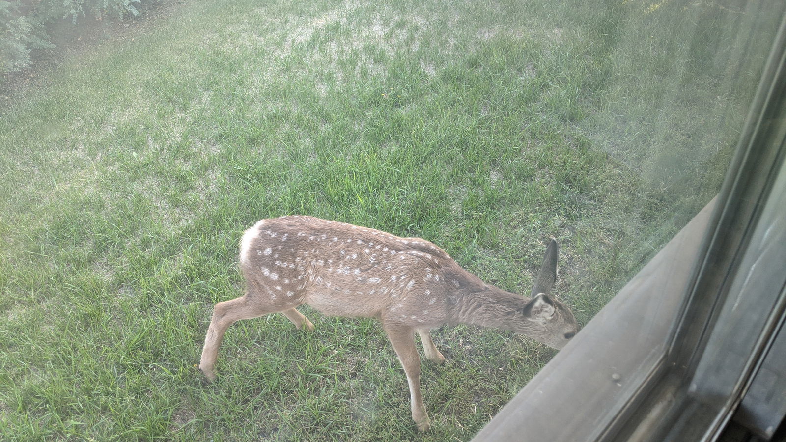 Shawn Albrecht photo