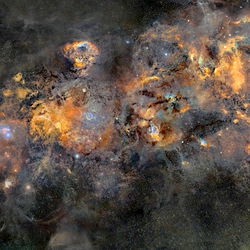 Arabian Master photo