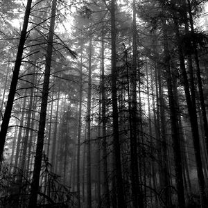 jasmine holder photo