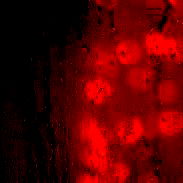 Bambii🖤💋 photo