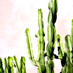 Vibrant Cactus Against Pink Backdrop