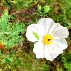 Goddess Rosalie photo