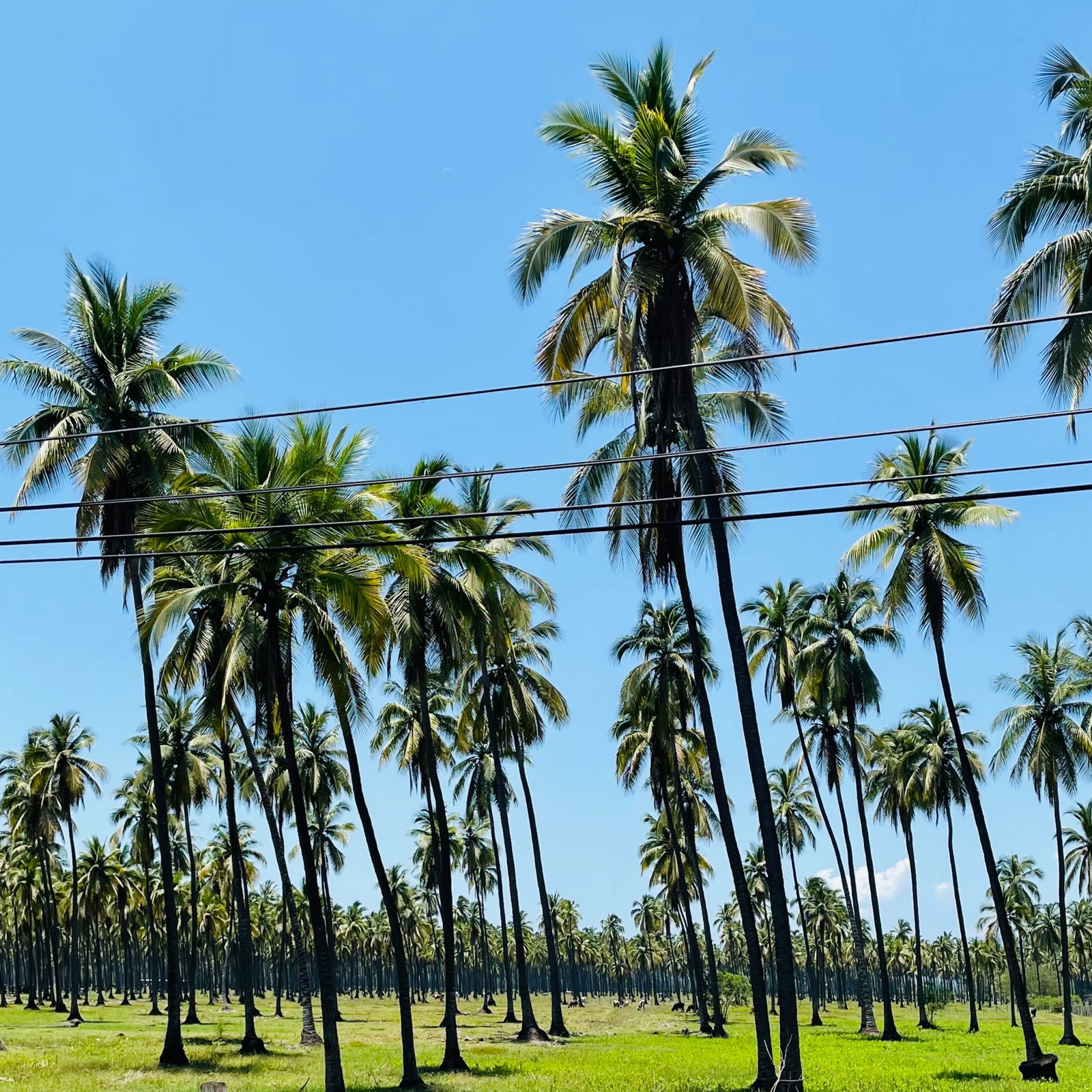 Eduardo Cortés photo